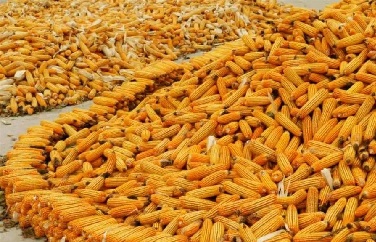 呕吐毒素